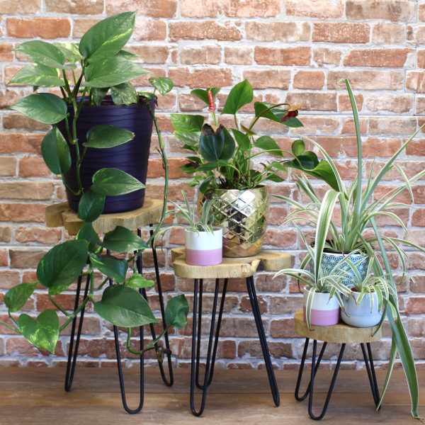 boho plant stand product